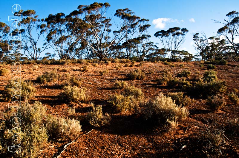 Mallee-Eukalyptus im Red Banks CP