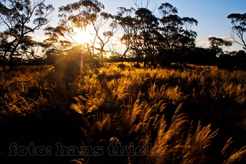 Mallee-Vegetation auf der Eyre Peninsula