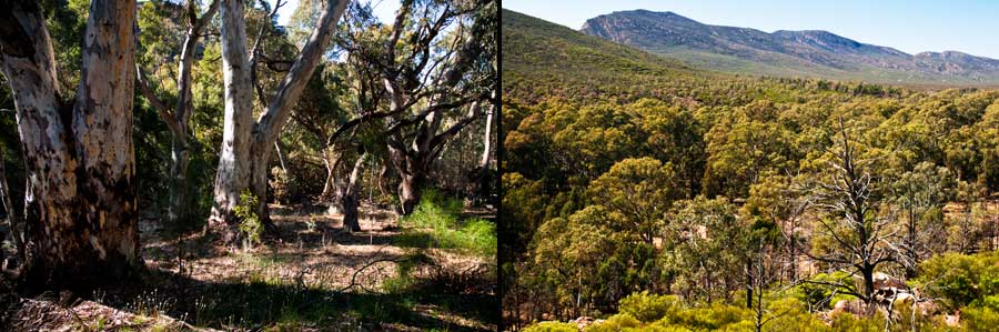 Wilpena Pound, Flinders Ranges