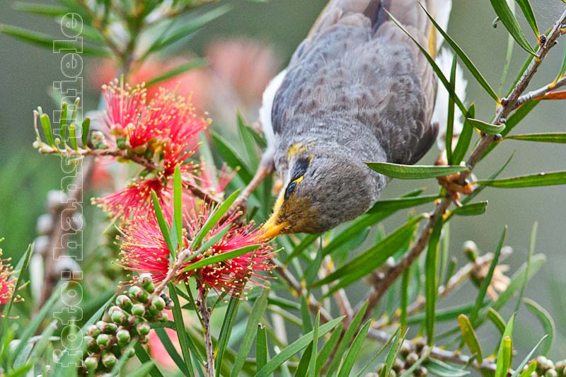 Gelbstirn-Schwatzvogel (Manorina flavigula = Yellow-throated Miner) als Blütenbestäuber