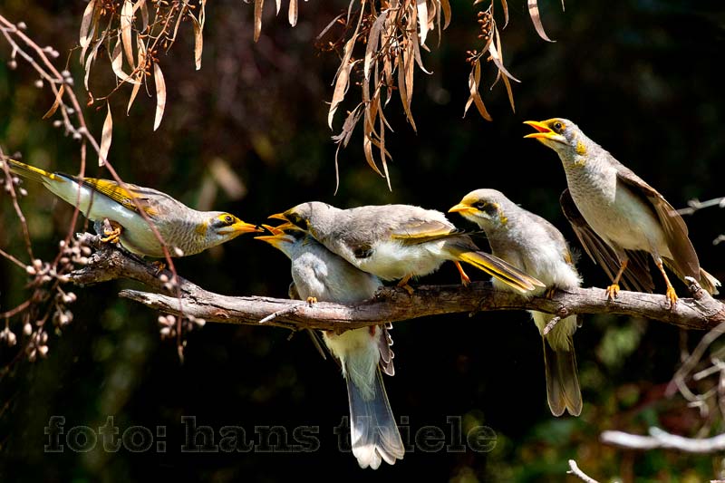 Gelbstirn-Schwatzvogel (Manorina flavigula = Yellow-throated Miner