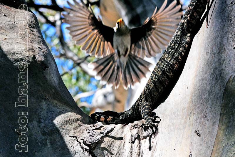 Schwatzvogel (Miner) fliegt Scheinangriffe auf einen Buntwaran