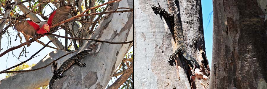Buntwaran räubert Nest eines Kakadus aus