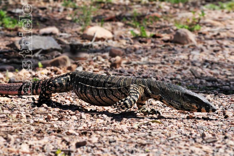 Der Buntwaran versucht nach dem Mahl sich zu