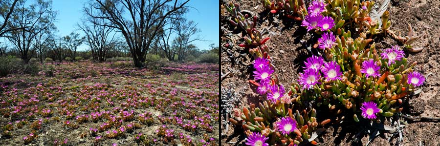 Mittagsblumen (Pigface) am Murray