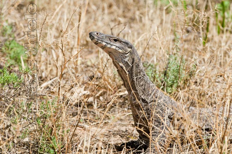 Warane, Buntwaran, Lace Monitor