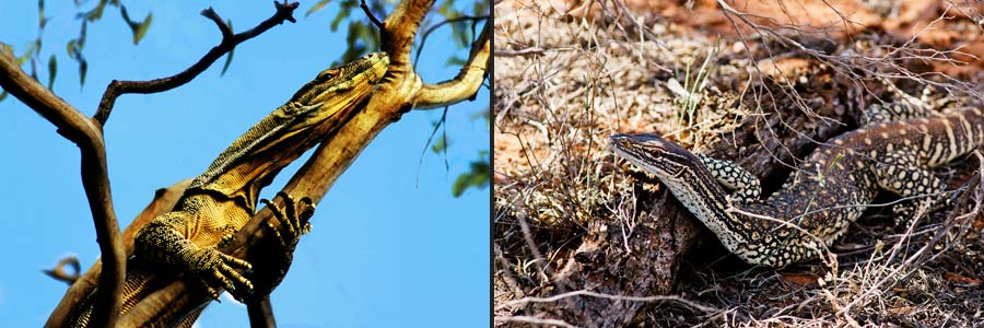 Flucht von Buntwaran und Goulds-Waran