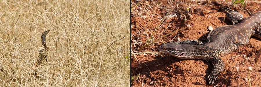 verhalten des Goulds Waran