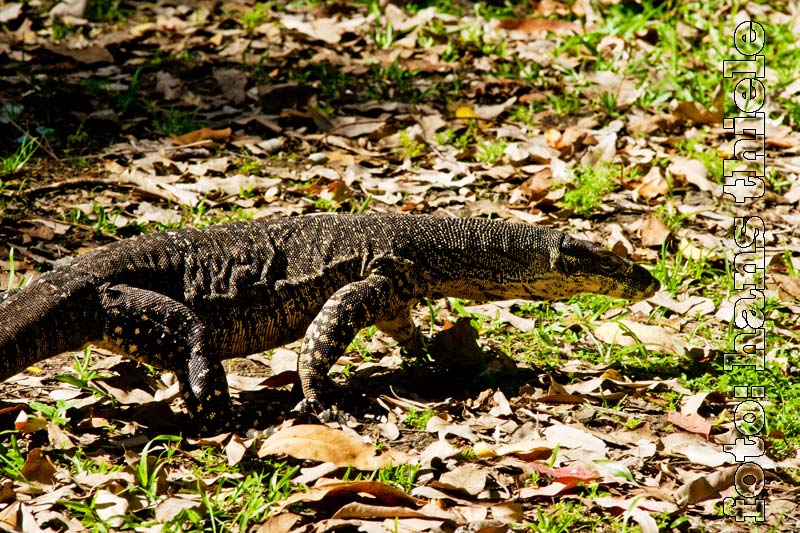 Buntwaran, Lace Monitor auf Nahrungssuche