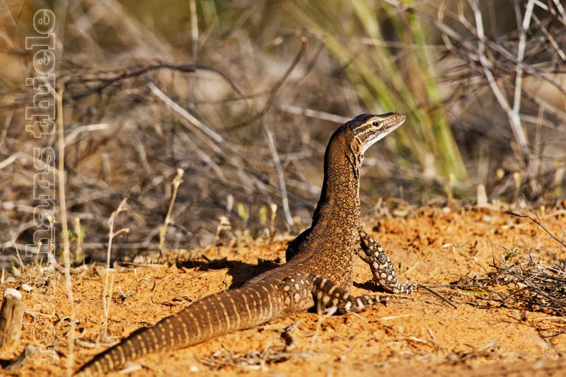 Goulds Waran, Sand Monitor