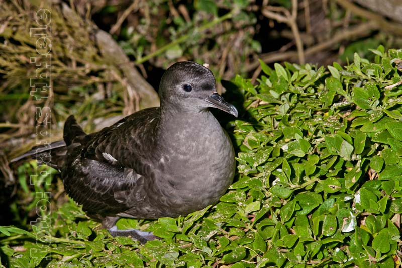 Sturmtaucher bei Port Fairy