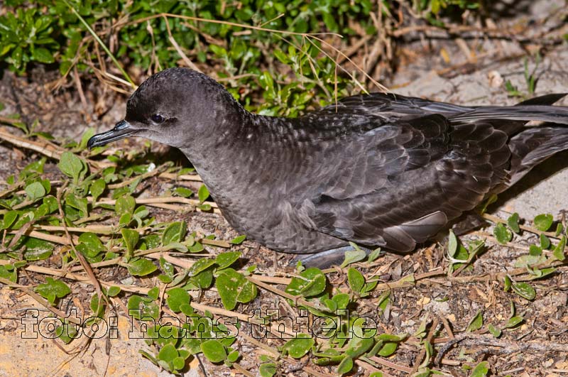Sturmtaucher bei Port Fairy, Vic