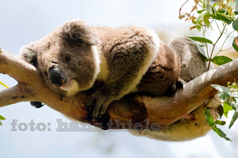 Revierkämpfe erschöpften auch den Sieger
