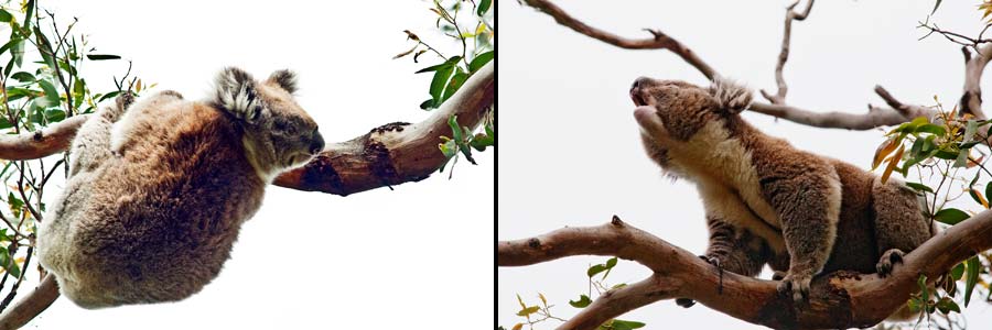 Koala verdrängt Konkurrenten aus seinem Revier