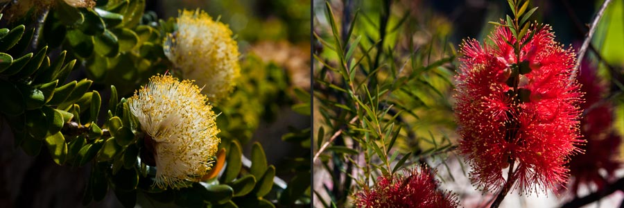 Kings Park in Perth, wild flowers