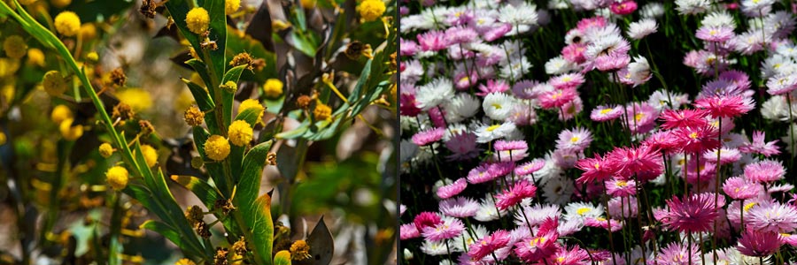 Perth, Kings Parkl, wild flowers