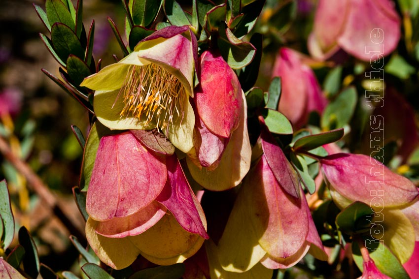 Kings Park in Perth, Qualup Bell (Pimelea physodes) 