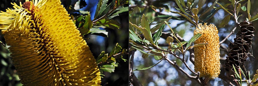 Banksien-Blütenstände