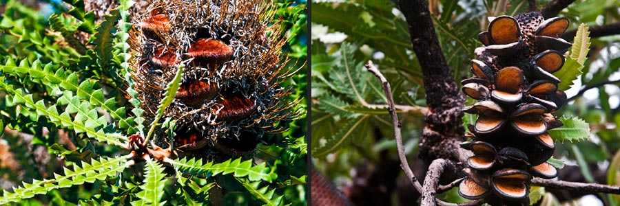 Banksien - Fruchtstände