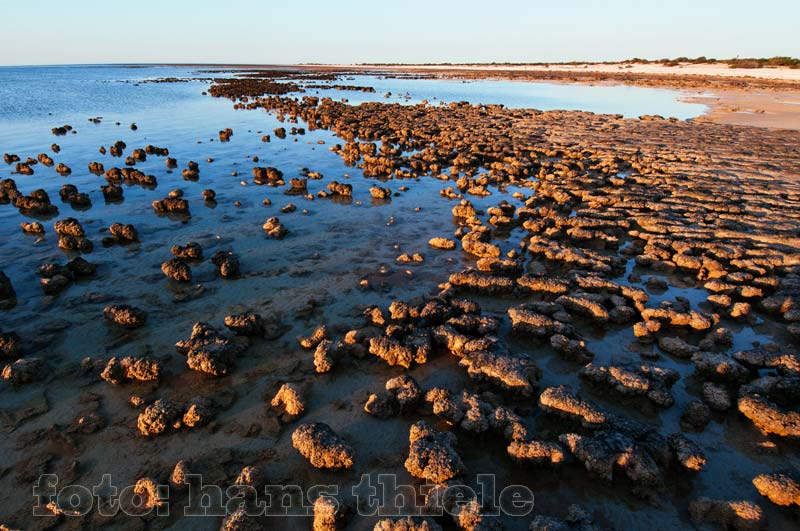 Stromatolithen im Hamelin Pool