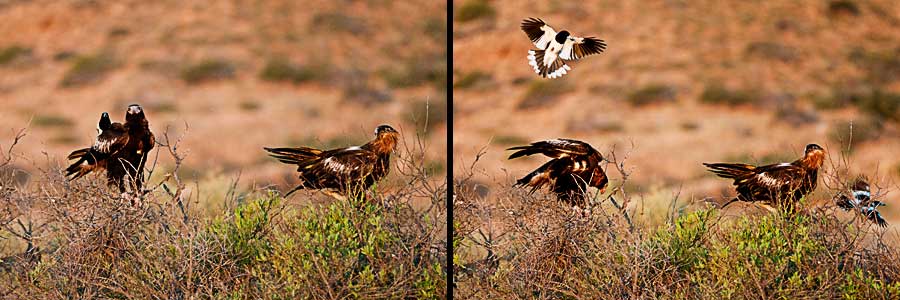 Krähenwürger hassen Adler, die eine Felskänguru-Junges gerissen haben
