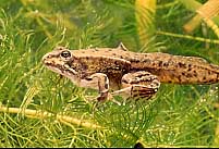 fast abgeschlossene Umwandlung zum Frosch