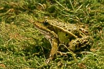 ausgewachsener Teichfrosch