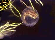 Embryo des Kammmolches im Ei