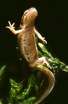 Eiablage bei Molchen