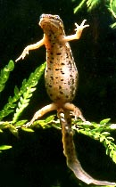 Teichmolch-Weibchen bei der Eiablage