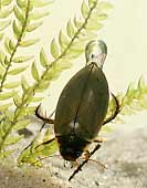 Atmung beim Schnellschwimmer