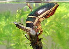 Gelbrandkäfer bem Fressen