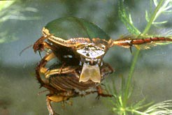 Kopulation des Gelbrandkäfers