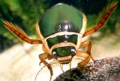 Ruderbeine des Gelbrandkäfers