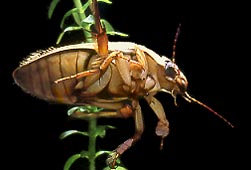 Unterseite eines Gelbrandkäfers