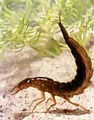 Larve des Gelbrandkäfers