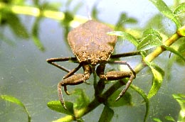 Wasserskorpion
