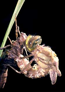 Libelle bei der Metamorphose