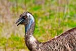 Emu im Warrumbungle NP