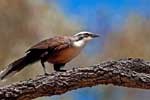 Säbler (Babbler) im Warrumgungle NP