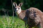 Kängurus im im Warrumbungle NP