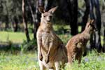 Kängurus im im Warrumbungle NP