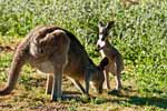 Kängurus im im Warrumbungle NP