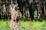 Kängurus im im Warrumbungle NP