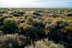 Mungo Lake: Chenepodiaceen-Vegetation