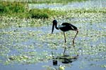 Kakadu NP, Riesenstorch, Jabiru, Ephippiorhynchus asiaticus