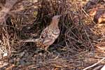 Grau-Laubenvogels ( Great Bowerbird = Chlamydera nuchalis)