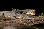 Leistenkrokodil, Saltie im Mary River