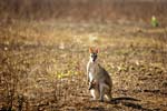 Flinkwallaby, Agile Wallaby