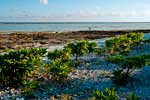 Lady Elliot Island, eine Koralleninsel